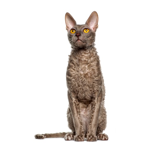 Preview: Cornish rex cat sitting and looking up with intense gaze