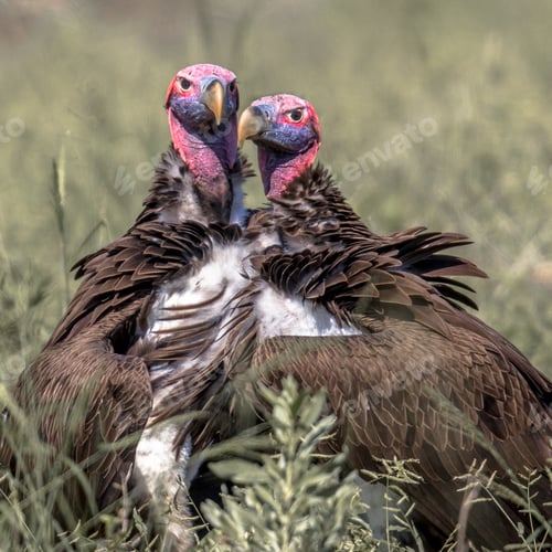 Preview: Lappet faced vultures display crop