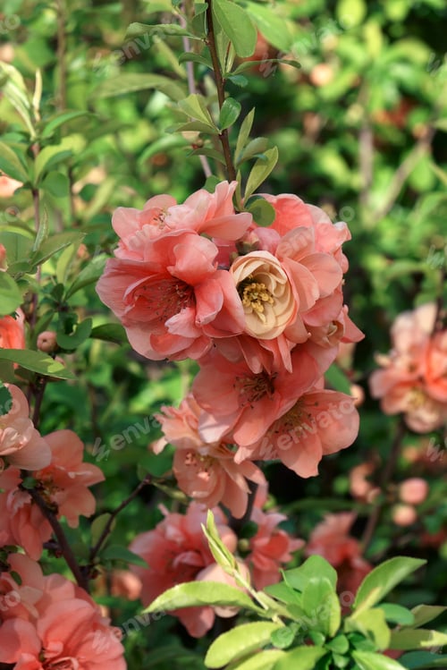 Preview: Falconett Charlet Japanese Quince (Chaenomeles Speciosa 'Falconnet Charlet')