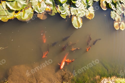 Preview: Gold fishes in the pond