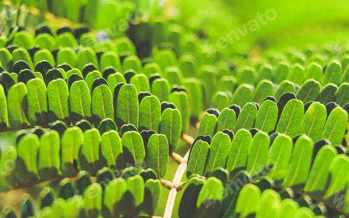 Preview: Macro shot of green leaves in symmetry