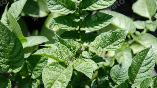 Preview: Green fresh leaves of potato (Solanum tuberosum) on bushes in the field, top view.