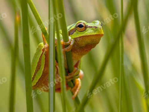 Preview: Tree frog peeking from behind rush