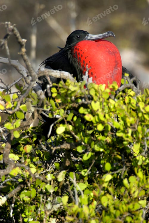 Preview: Magnificent Frigatebird, Galápagos National Park, Ecuador