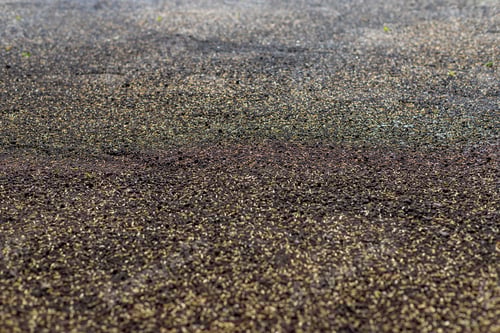Preview: Seeding lawn grass in the garden. Selective focus.
