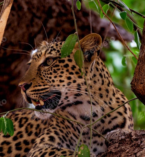 Preview: A Beautiful Zambia Wildlife in picture of World
