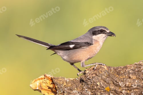 Preview: Iberian Grey Shrike on bright background