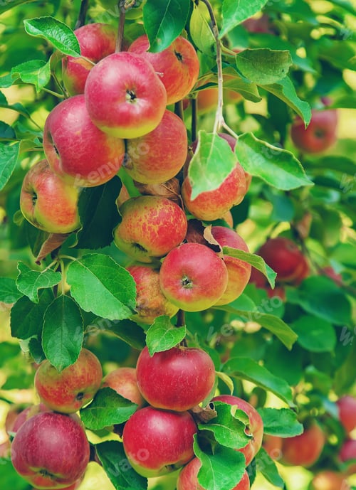 Lush Apple Tree Branch Loaded with Red Fruit