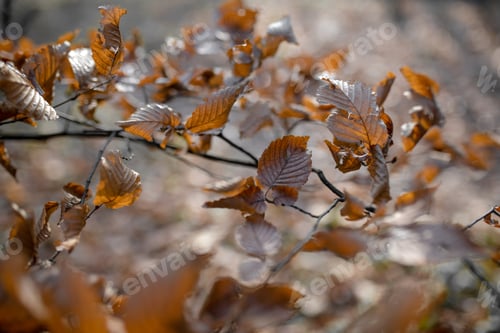 Preview: Brown dry autumn leaves on tree branch in fall season at park