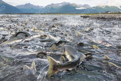 Preview: Spawning salmon