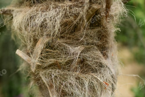 Preview: Hairy palm trunk. Details of a palm tree trunk.