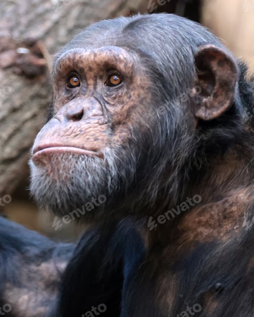 Preview: Chimpanzee primate close up portrait