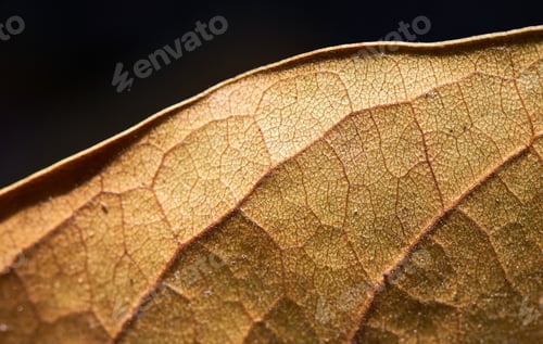 Preview: Close-up the natural pattern of brown leaf in autumn