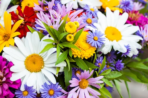 Preview: Bouquet from a camomile and other flowers