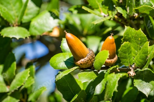 Preview: Oak tree branch acorn nut as beautiful autumn season background, California