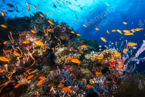 Preview: Amazing underwater world, Underwater world scene.