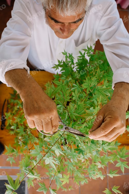 Preview: happy senior man taking care of bonsai plant
