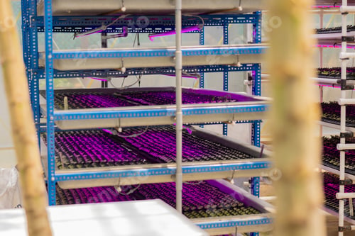 Preview: Large Indoor Plant Growing Operation with Purple and Green Plants