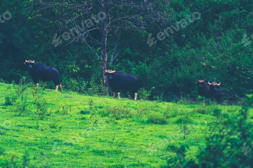 Preview: gaur in the tropical forest, wildlife in Thailand