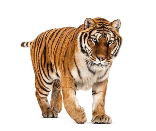 Preview: Tiger isolated