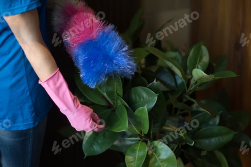 Preview: Woman cleaning green leaves of home gardening plants. Care of plant. Landscape designer.