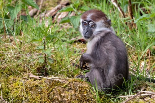 Preview: Young Collared Mangabey