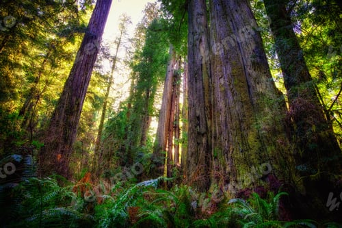 Preview: Sunlight Glow, Redwoods National & State Parks, California