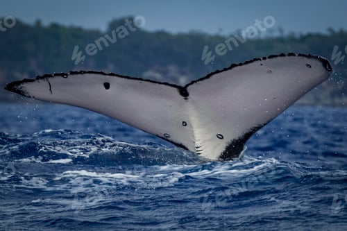 Preview: Humpback whale (Megaptera novaeangliae) in the waters of Tonga