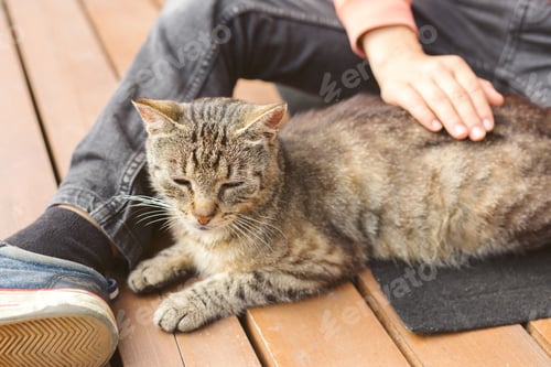 Preview: A child strokes a satisfied cat, pleasure