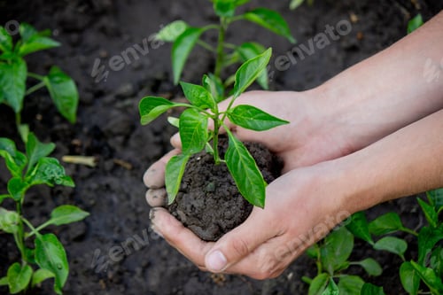 Preview: hand holding seedling on nature background.