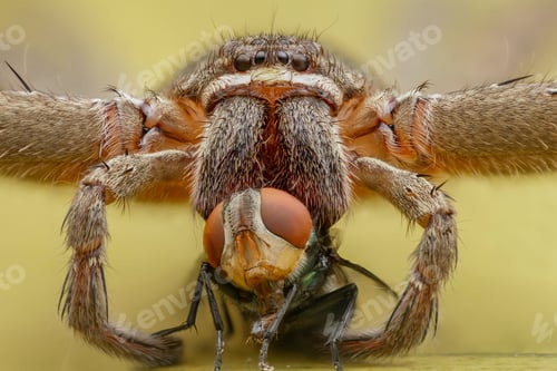 Preview: spider