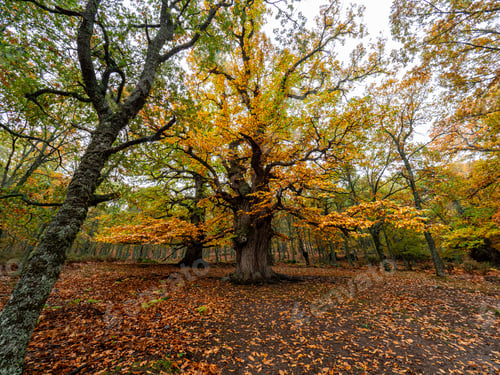 Preview: Chestnut tree in the middle of a forest with dry leaves on the ground