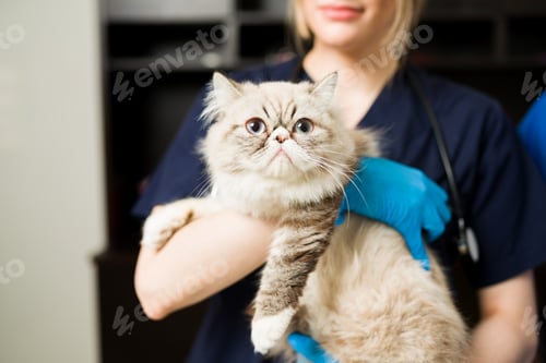 Preview: Portrait of a beautiful persian cat at the vet clinic