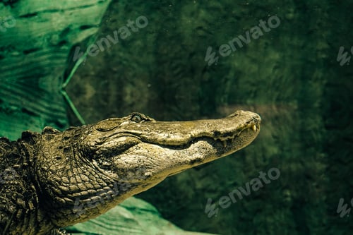 Preview: Closeup of an alligator underwater