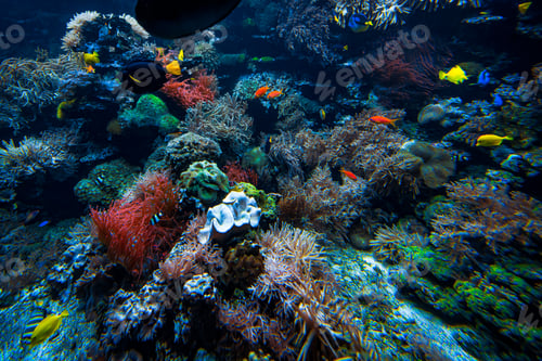 Preview: Colorful Tropical Reef Landscape. Life in the ocean