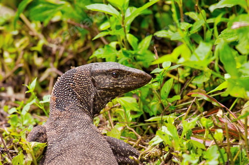 Preview: Monitor lizard (Varanus)