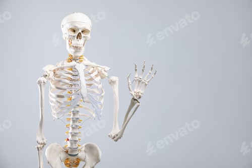 Preview: Artificial human skeleton model on gray background, space for text