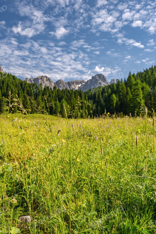 Preview: Idyllic Alps with green forest near mountain