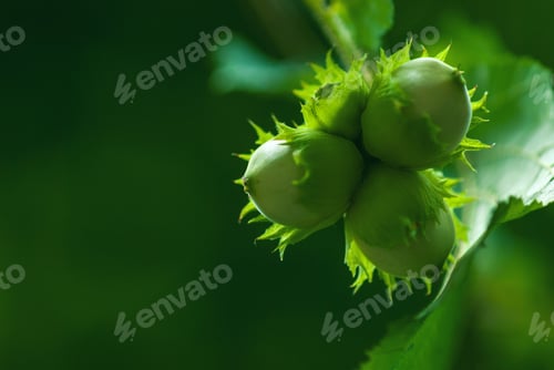 Preview: Hazelnut tree branch with unripe nuts in green forest, copy space