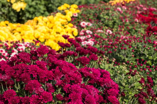 Preview: natural flower background. colorful chrysanthemums in the garden close-up.