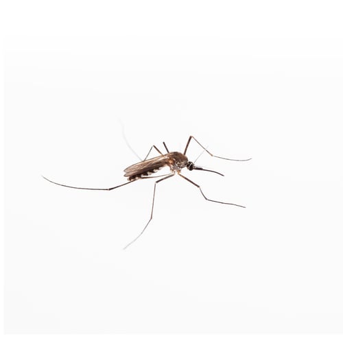 Preview: mosquito