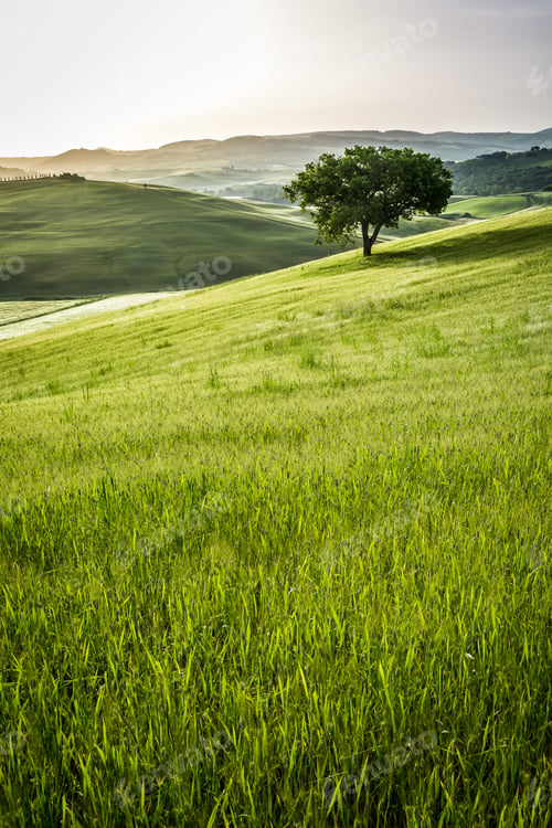Preview: Sunrise over the green fields in Tuscany