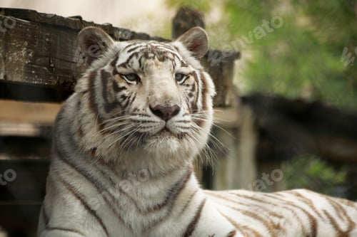Preview: White tiger
