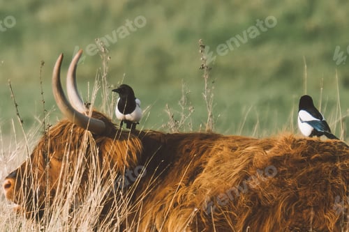 Preview: Birds perched atop a bovine with long, curved horns, grazing in a rural setting