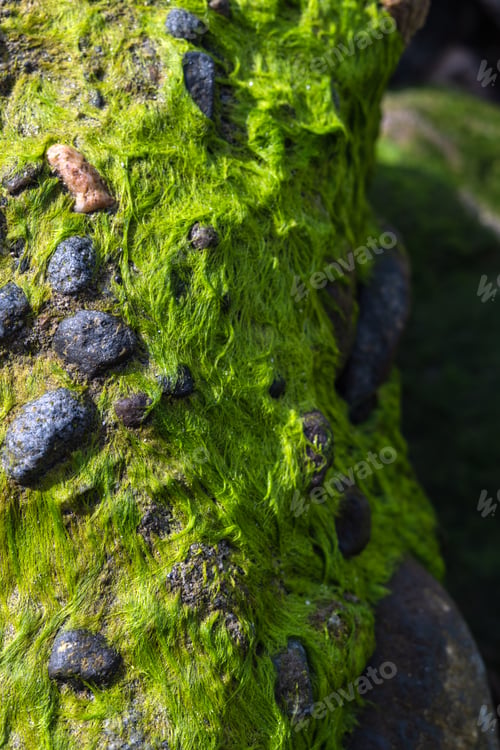 Preview: Green algae growing on rock surface