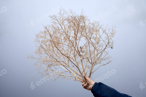 Preview: the withered bush is holding it towards the sky