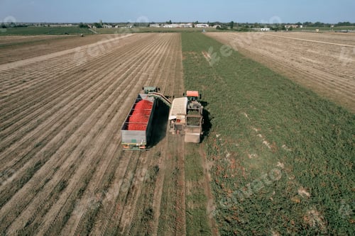 Preview: Tomato harvester loading truck on a sunny summer day