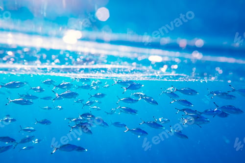 Preview: School of swimming and feeding Caesio suevica fish