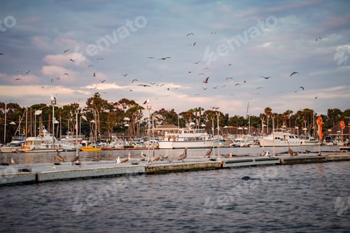 Preview: Pelicans seagulls and boats in dock at sunset