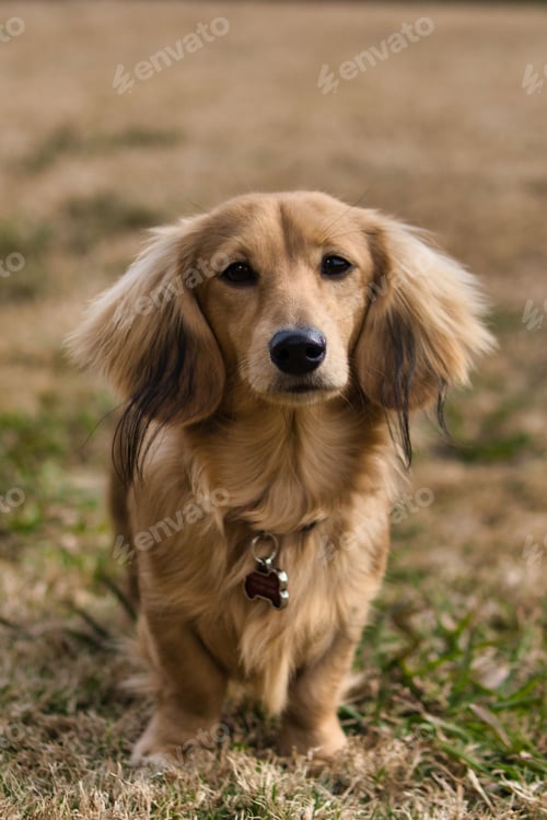 Preview: Beautiful shot of a cute cream long-haired dachshund